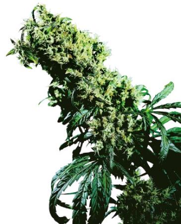 Sensi Northern Lights #5 x Haze 3+1 Feminisiert